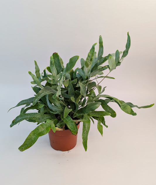 Phlebodium Blue Star Fern 12cm