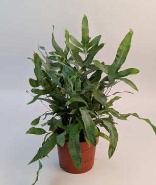 Phlebodium Blue Star Fern 12cm