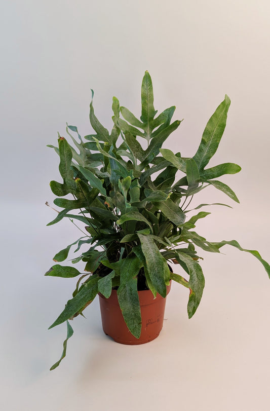 Phlebodium Blue Star Fern 12cm
