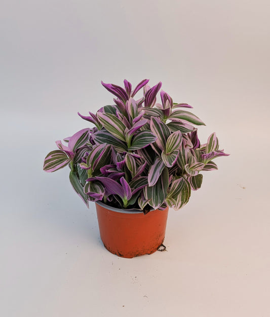 Tradescantia Nanouk Tri-Colour 12cm Pot Houseplant