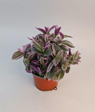 Tradescantia Nanouk Tri-Colour 12cm Pot Houseplant