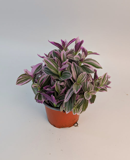 Tradescantia Nanouk Tri-Colour 12cm Pot Houseplant