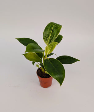 Philodendron White Birkin Baby Plant 6cm Pot