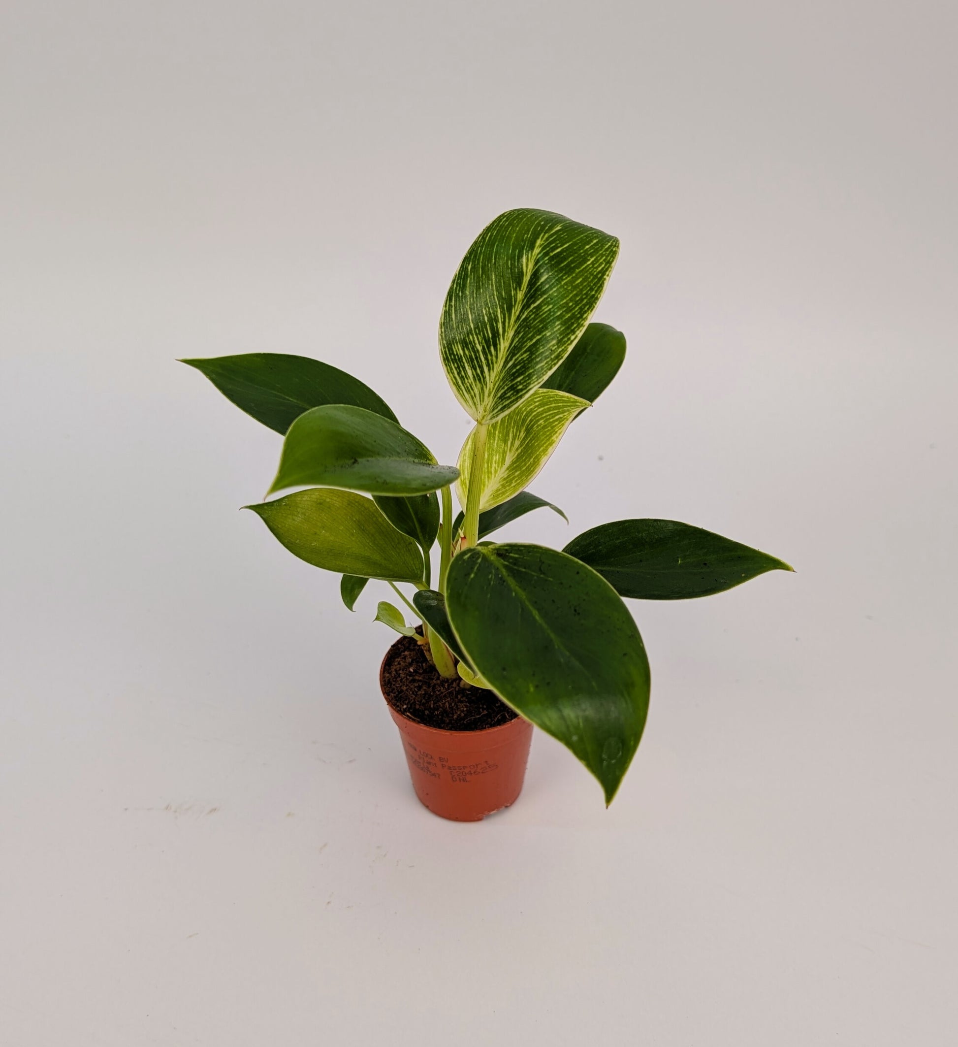 Philodendron White Birkin Baby Plant 6cm Pot