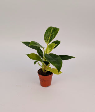 Philodendron White Birkin Baby Plant 6cm Pot