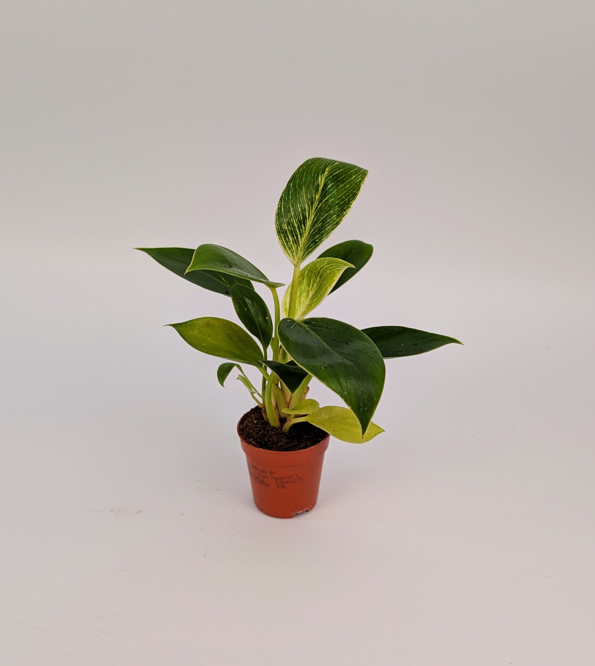 Philodendron White Birkin Baby Plant 6cm Pot