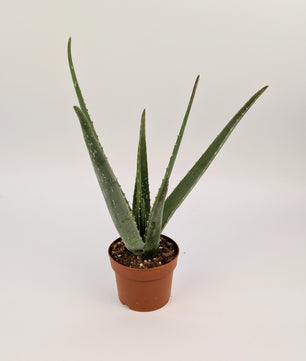 30cm Aloe Vera 12cm Pot Houseplant