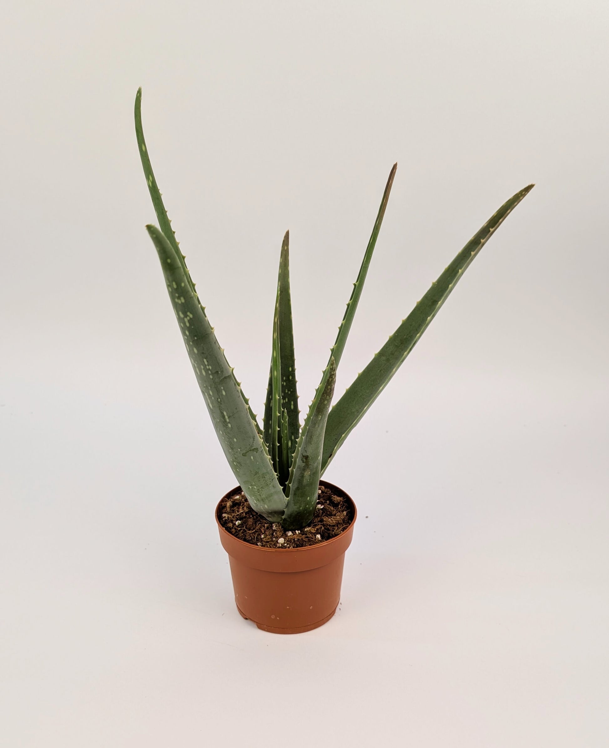 30cm Aloe Vera 12cm Pot Houseplant
