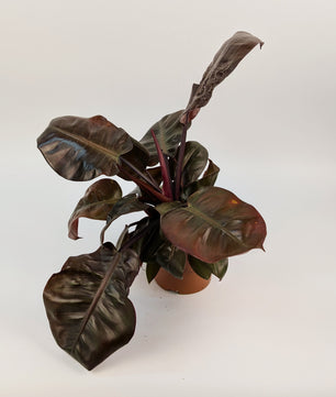 30cm Philodendron Black Cardinal 12cm Pot