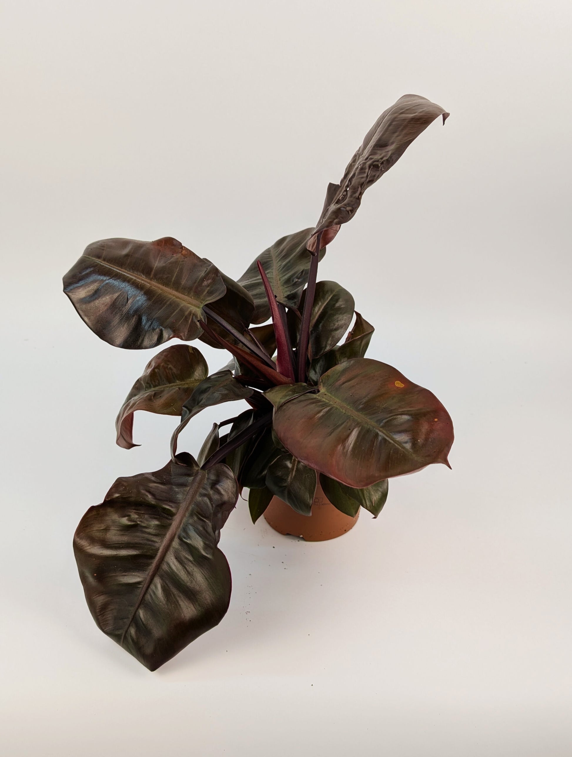 30cm Philodendron Black Cardinal 12cm Pot