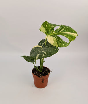 Monstera Thai Constellation 10.5cm Pot