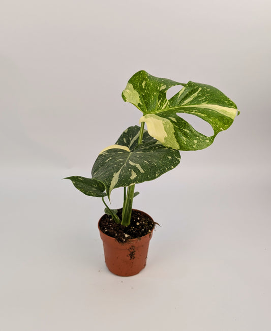 Monstera Thai Constellation 10.5cm Pot