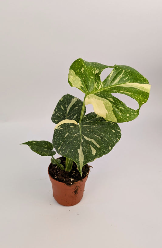 Monstera Thai Constellation 10.5cm Pot