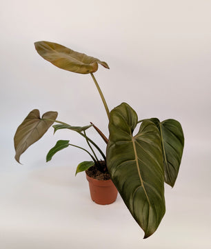 Philodendron 