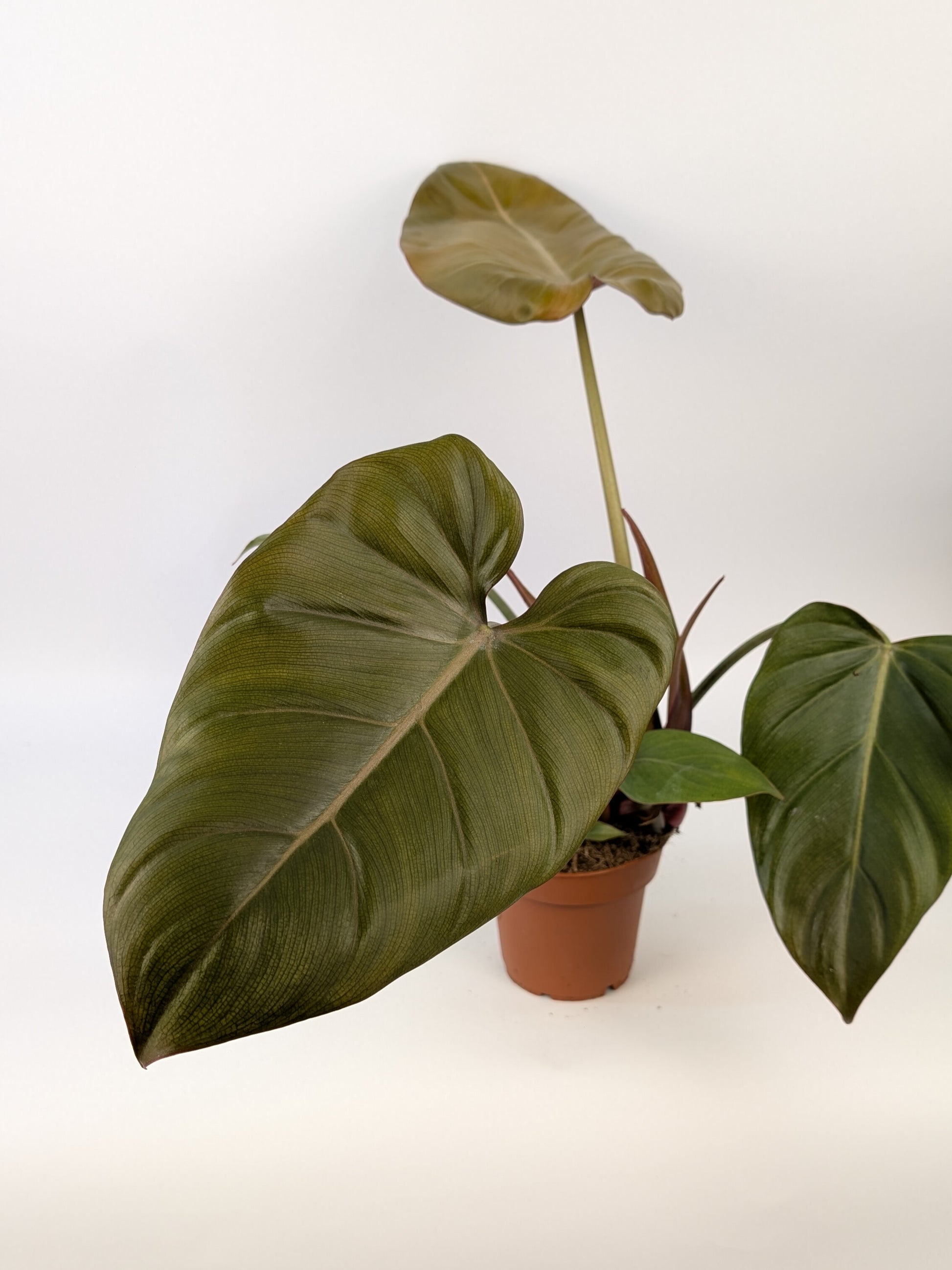 Philodendron "Summer Glory" 14cm Pot Houseplant