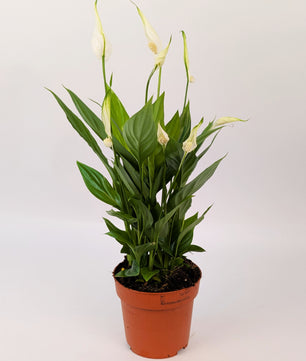 Peace Lily Spathiphyllum 9cm Pot House Plant