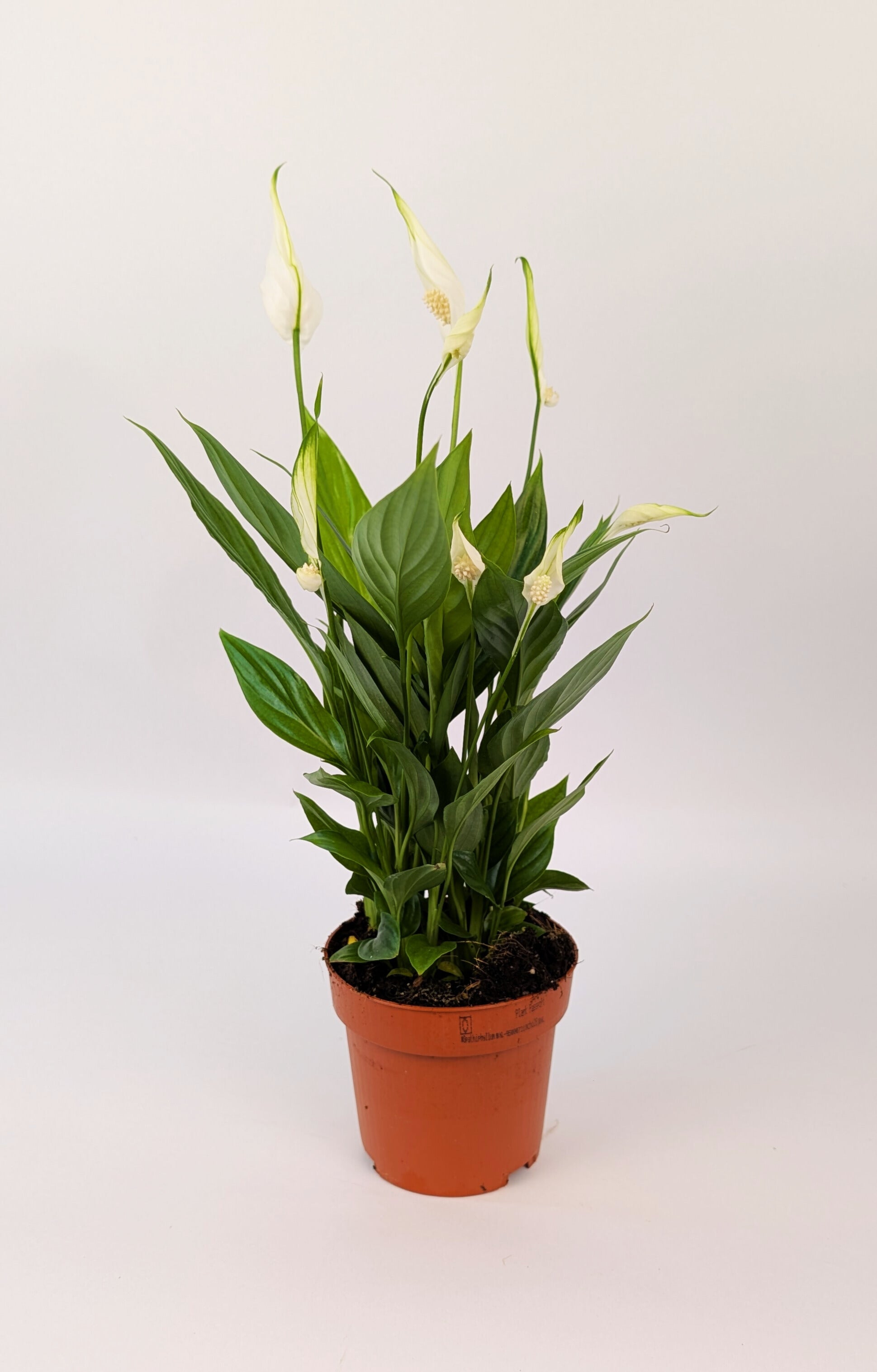 Peace Lily Spathiphyllum 9cm Pot House Plant