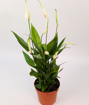Peace Lily Spathiphyllum 9cm Pot House Plant