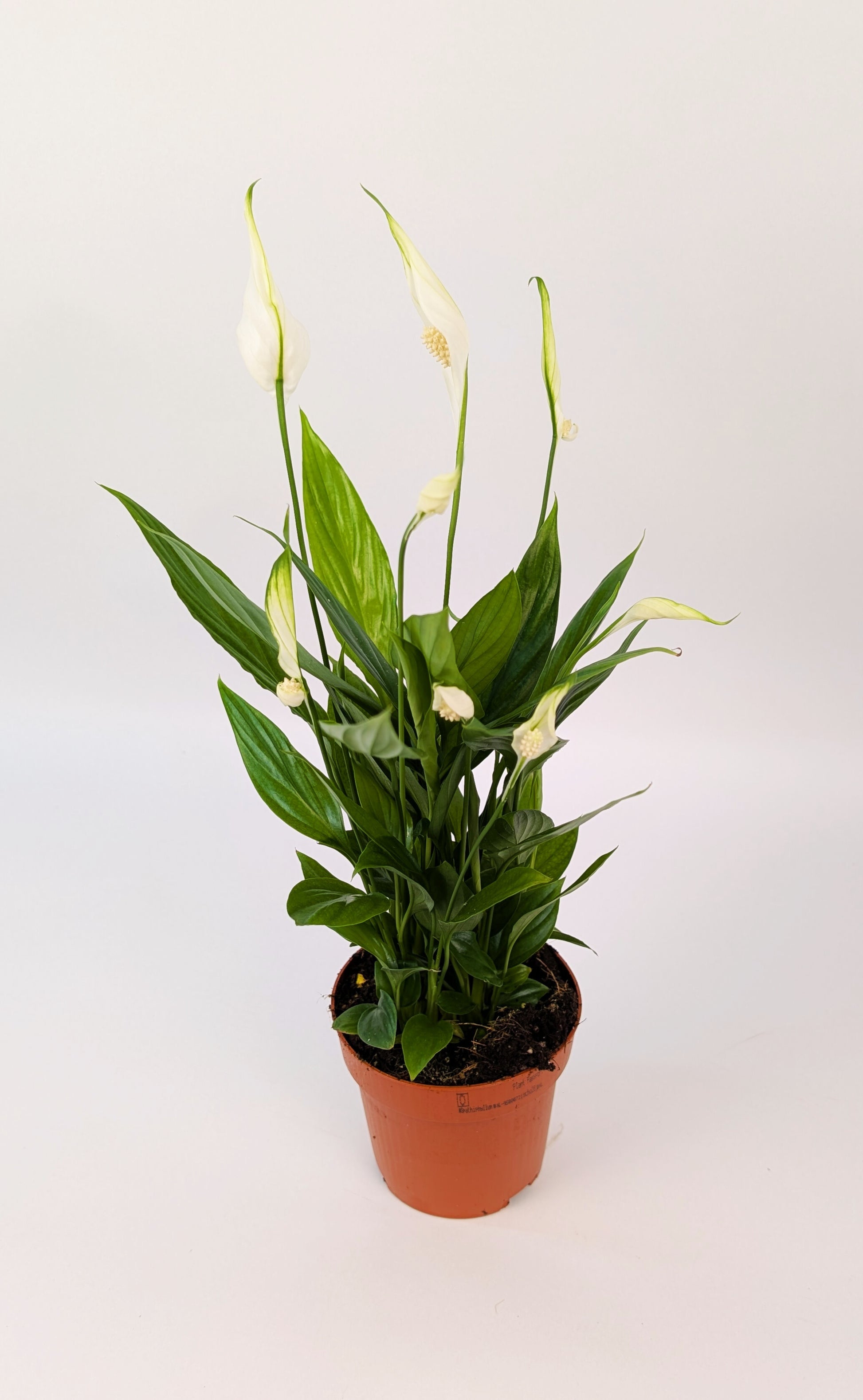 Peace Lily Spathiphyllum 9cm Pot House Plant