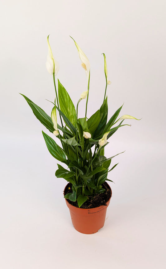 Peace Lily Spathiphyllum 9cm Pot House Plant