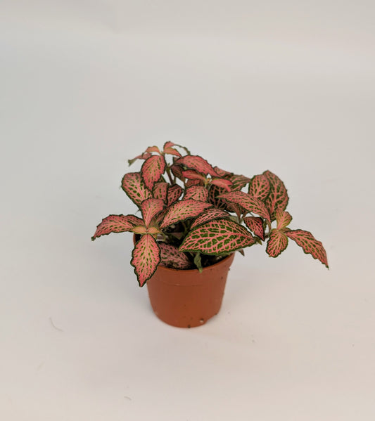 Fittonia 'Frankie' Nerve Plant 8.5cm Pot