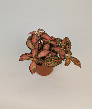 Fittonia 'Frankie' Nerve Plant 8.5cm Pot