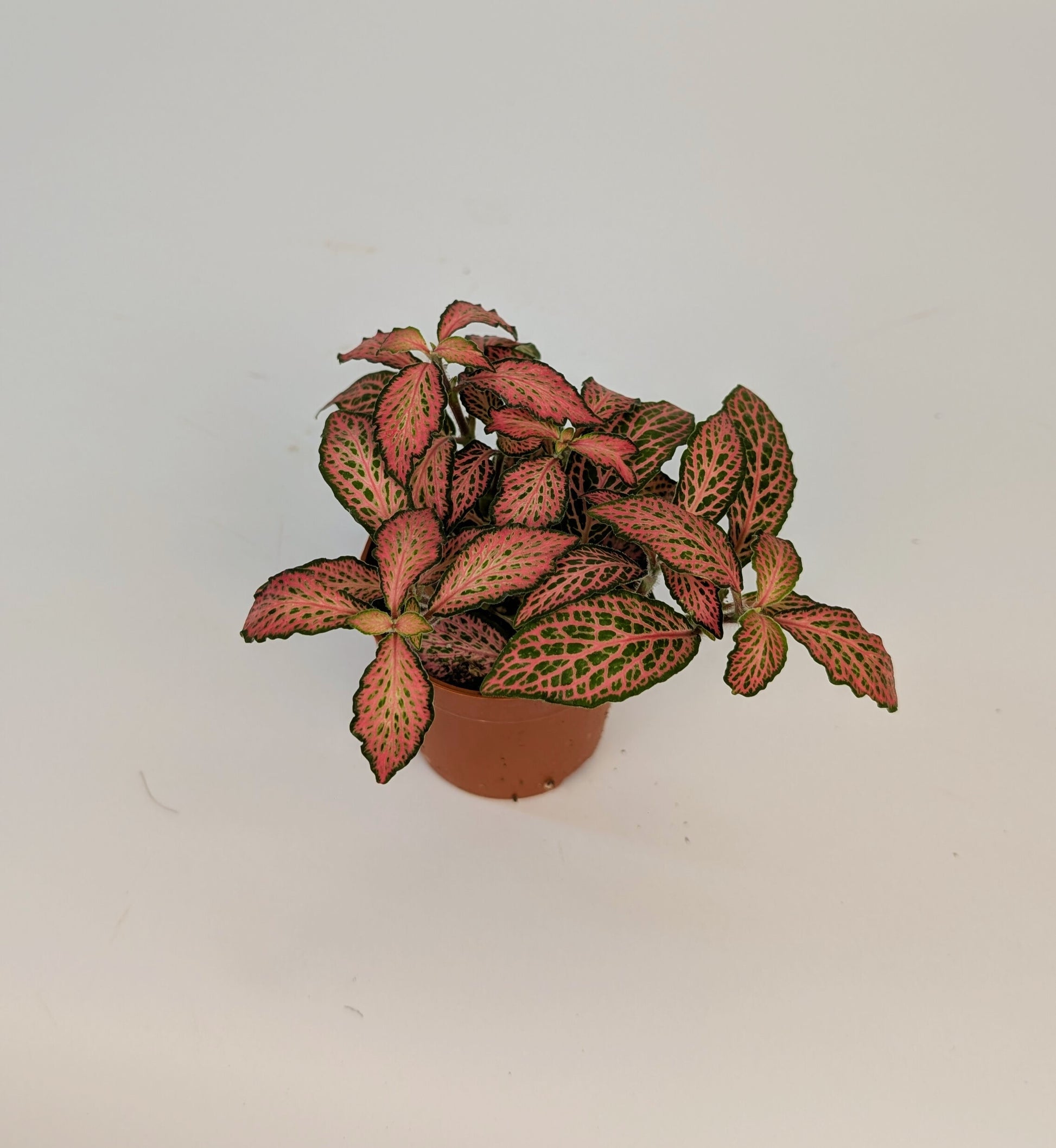 Fittonia 'Frankie' Nerve Plant 8.5cm Pot