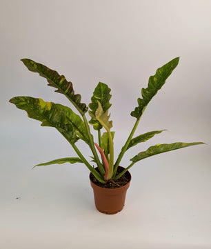 Philodendron Ring of Fire 12cm Pot