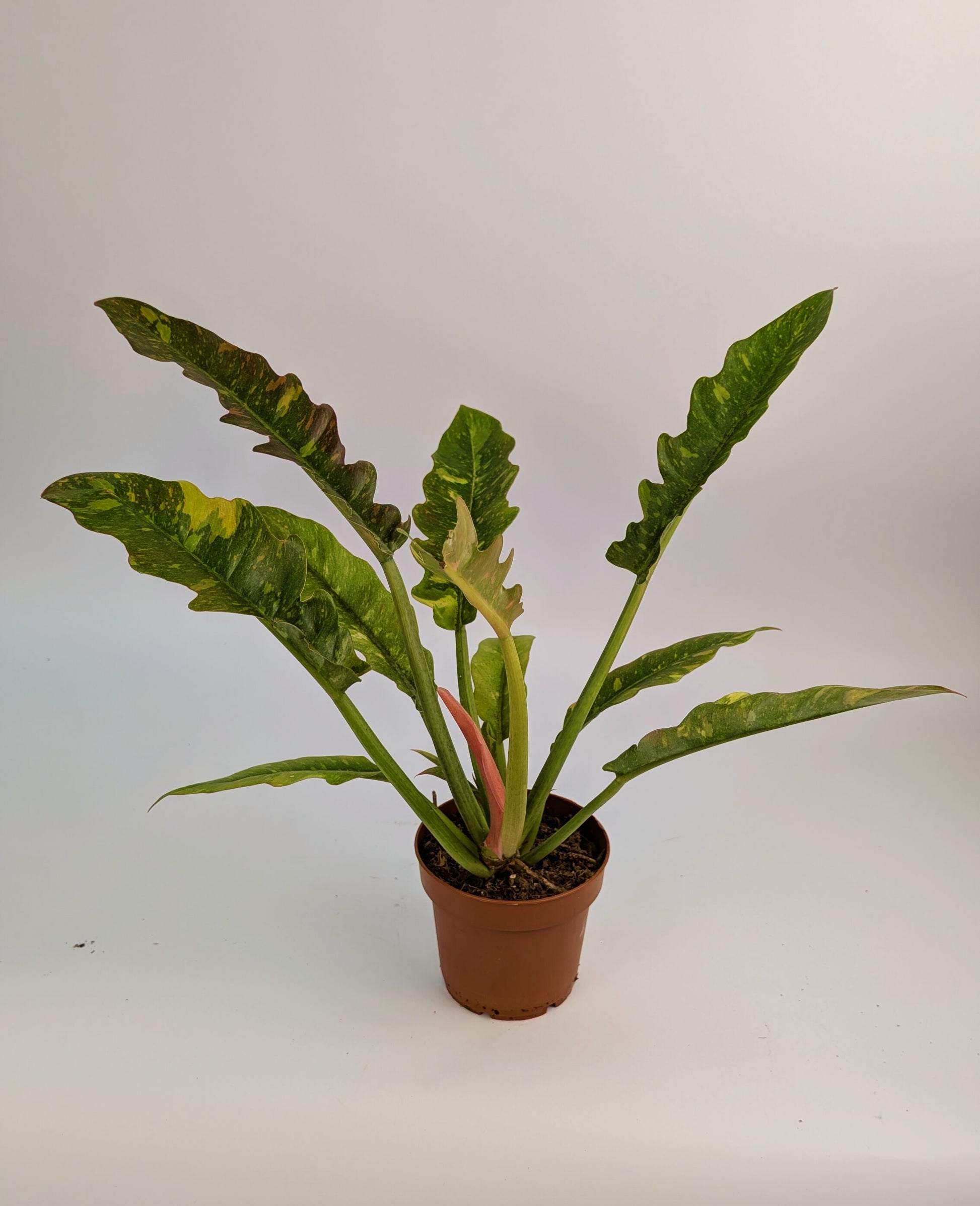 Philodendron Ring of Fire 12cm Pot