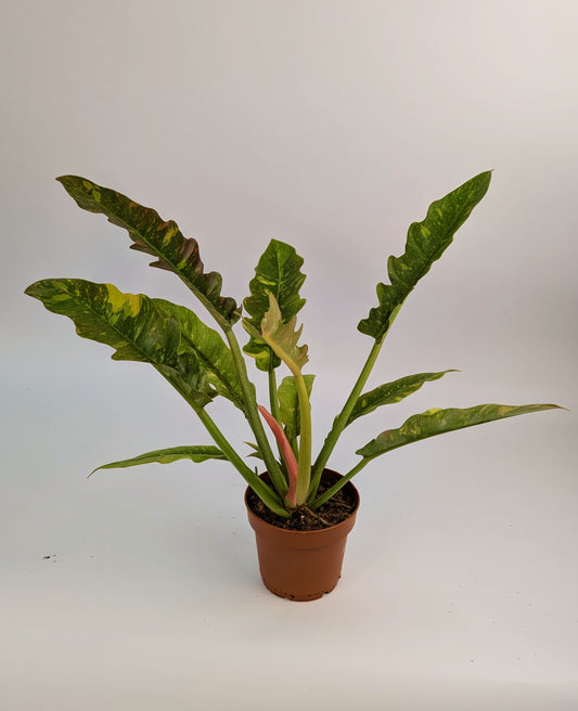 Philodendron Ring of Fire 12cm Pot
