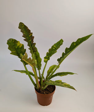 Philodendron Ring of Fire 12cm Pot