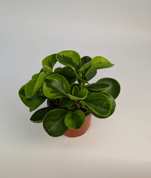 Peperomia Lemon Variegated 12cm Pot Houseplant