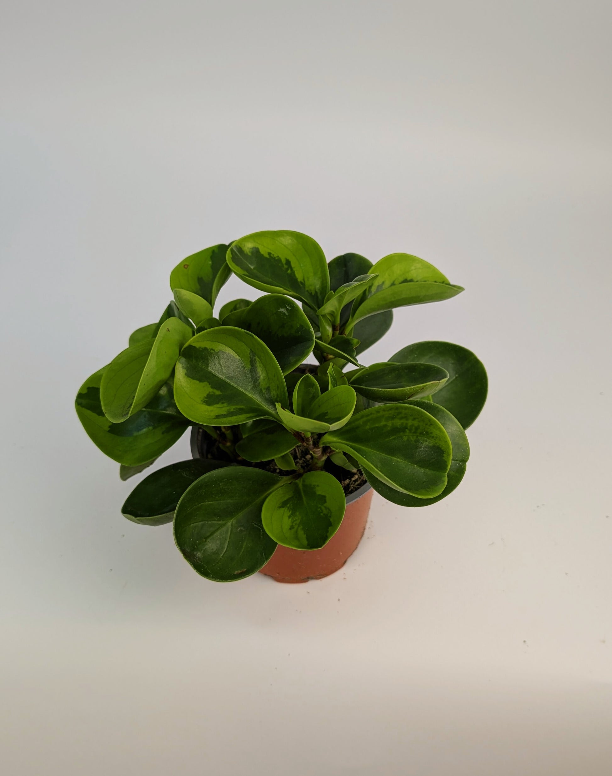 Peperomia Lemon Variegated 12cm Pot Houseplant