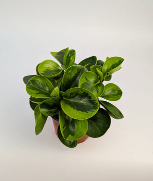 Peperomia Lemon Variegated 12cm Pot Houseplant