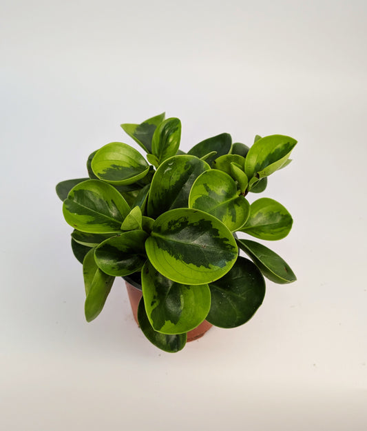Peperomia Lemon Variegated 12cm Pot Houseplant