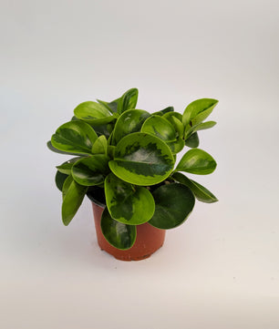 Peperomia Lemon Variegated 12cm Pot Houseplant