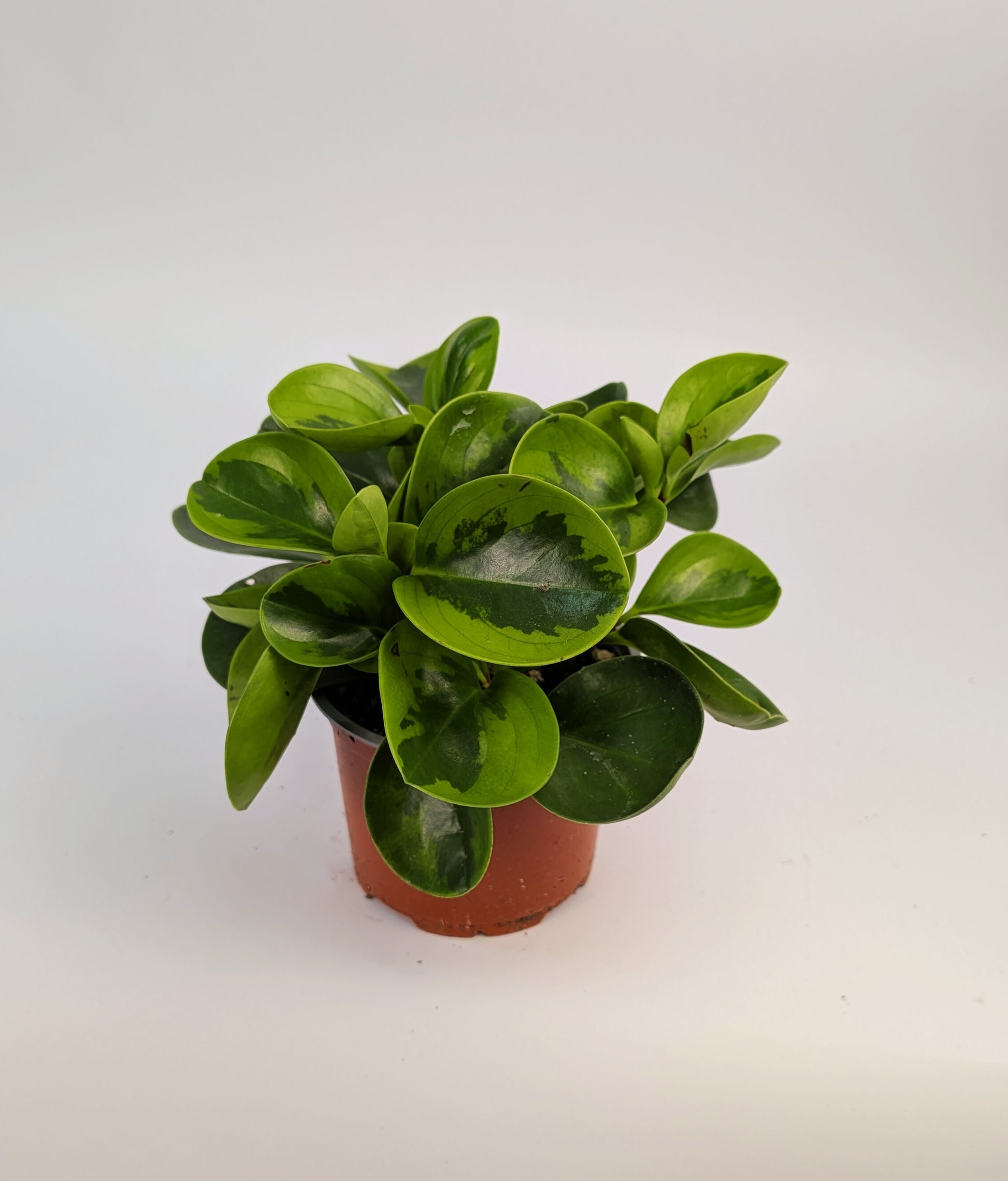 Peperomia Lemon Variegated 12cm Pot Houseplant