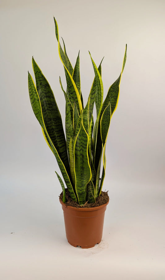 70 - 80cm Sanseveria Laurentii Snake Plant 17cm Pot Houseplant