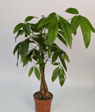 60cm Pachira Money Tree House Plant 12cm Pot