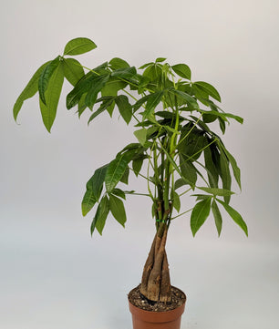 60cm Pachira Money Tree House Plant 12cm Pot