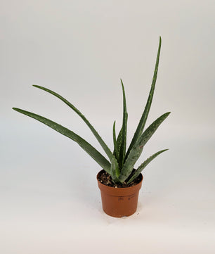 30cm Aloe Vera 12cm Pot Houseplant