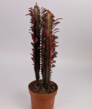 30cm Euphorbia Trigona Rubra 12cm Pot Houseplant