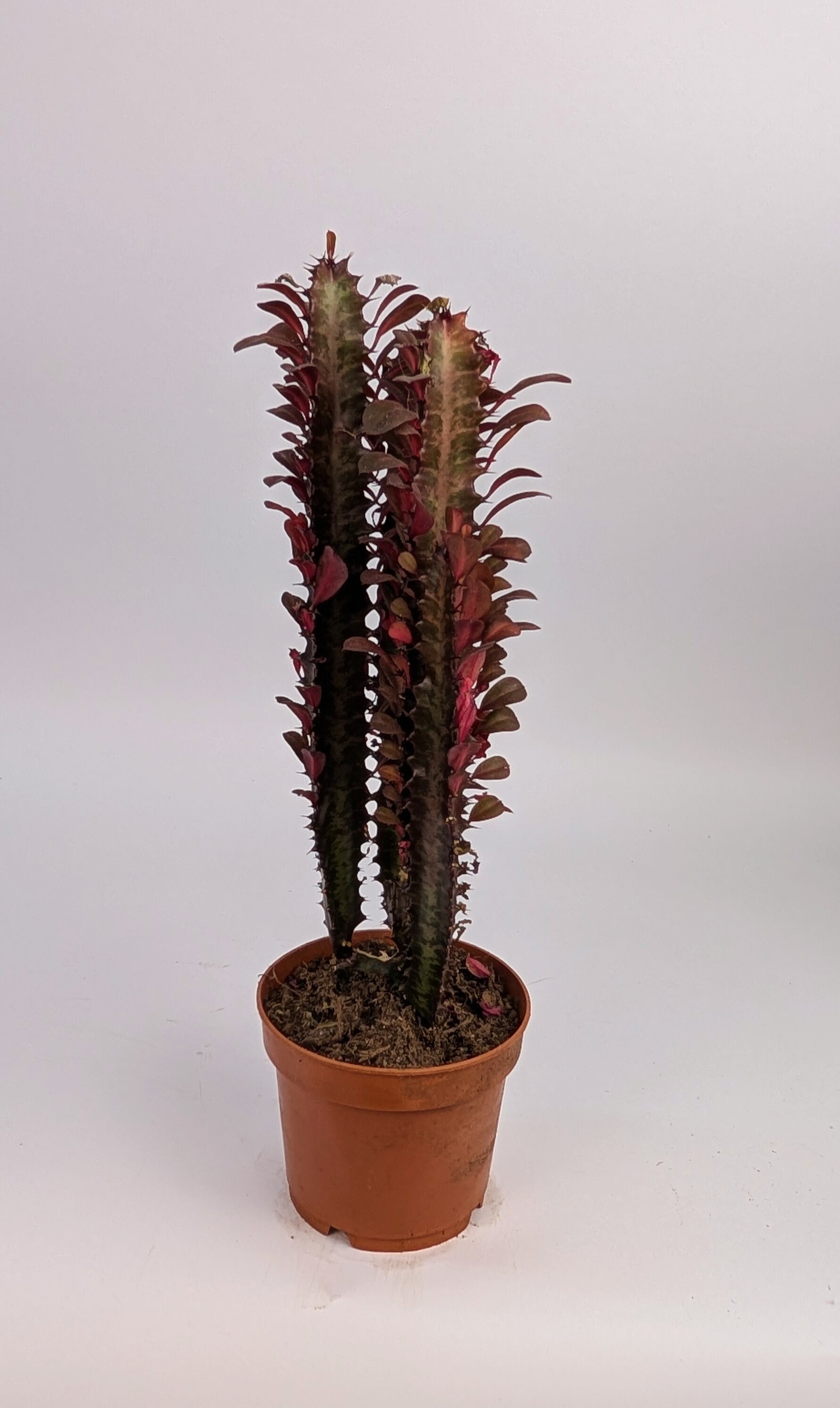 30cm Euphorbia Trigona Rubra 12cm Pot Houseplant