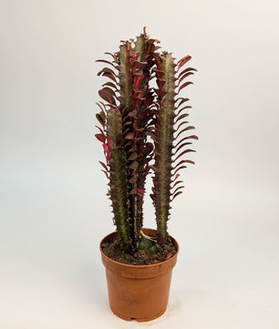 30cm Euphorbia Trigona Rubra 12cm Pot Houseplant