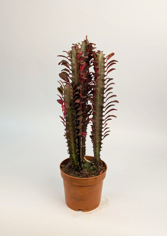 30cm Euphorbia Trigona Rubra 12cm Pot Houseplant
