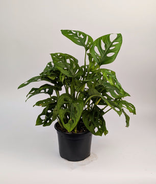 25 - 35cm Monstera adansonii Monkey Mask 12cm Pot