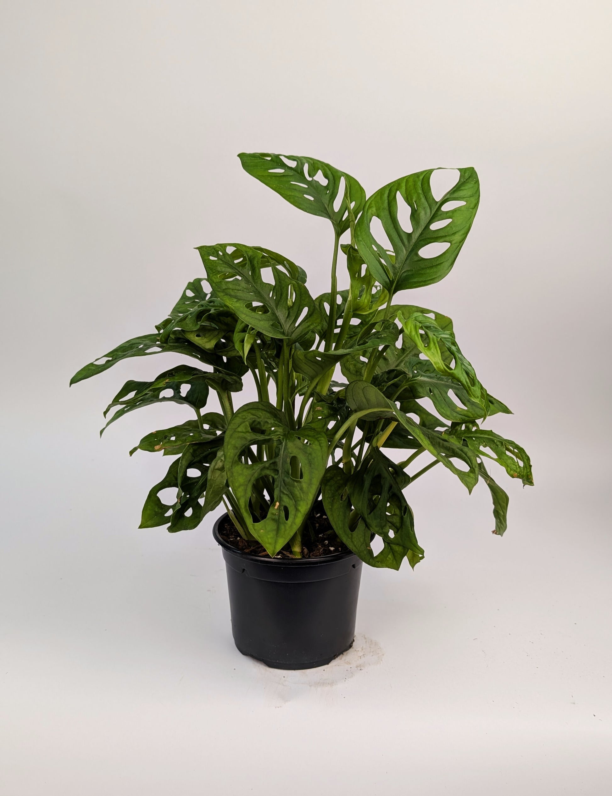 25 35cm monstera adansonii monkey mask 12cm pot house plant 25