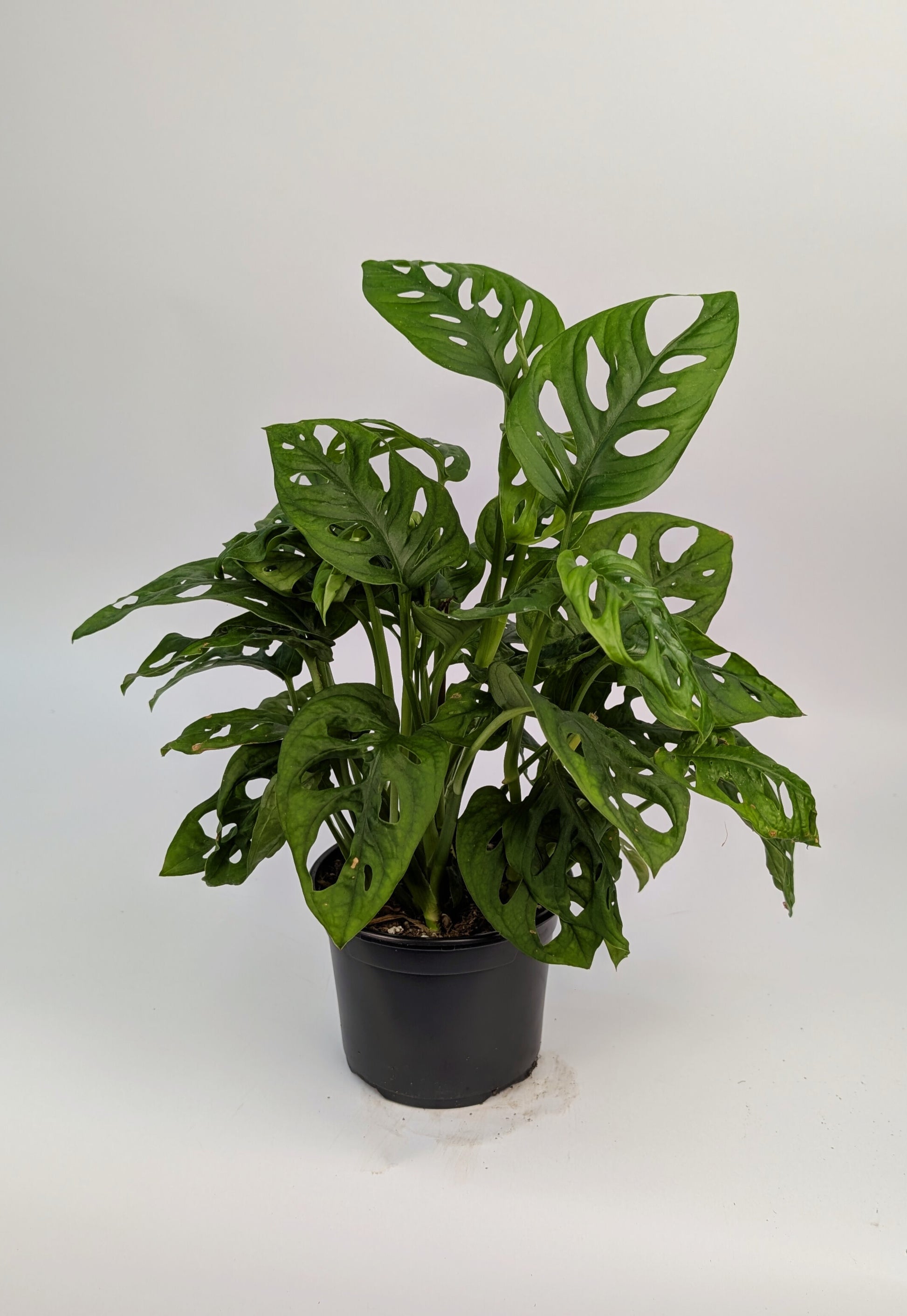 25 - 35cm Monstera adansonii Monkey Mask 12cm Pot