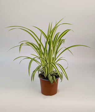 20cm Chlorophytum Vittatum Spider Plant 12cm Pot House Plant