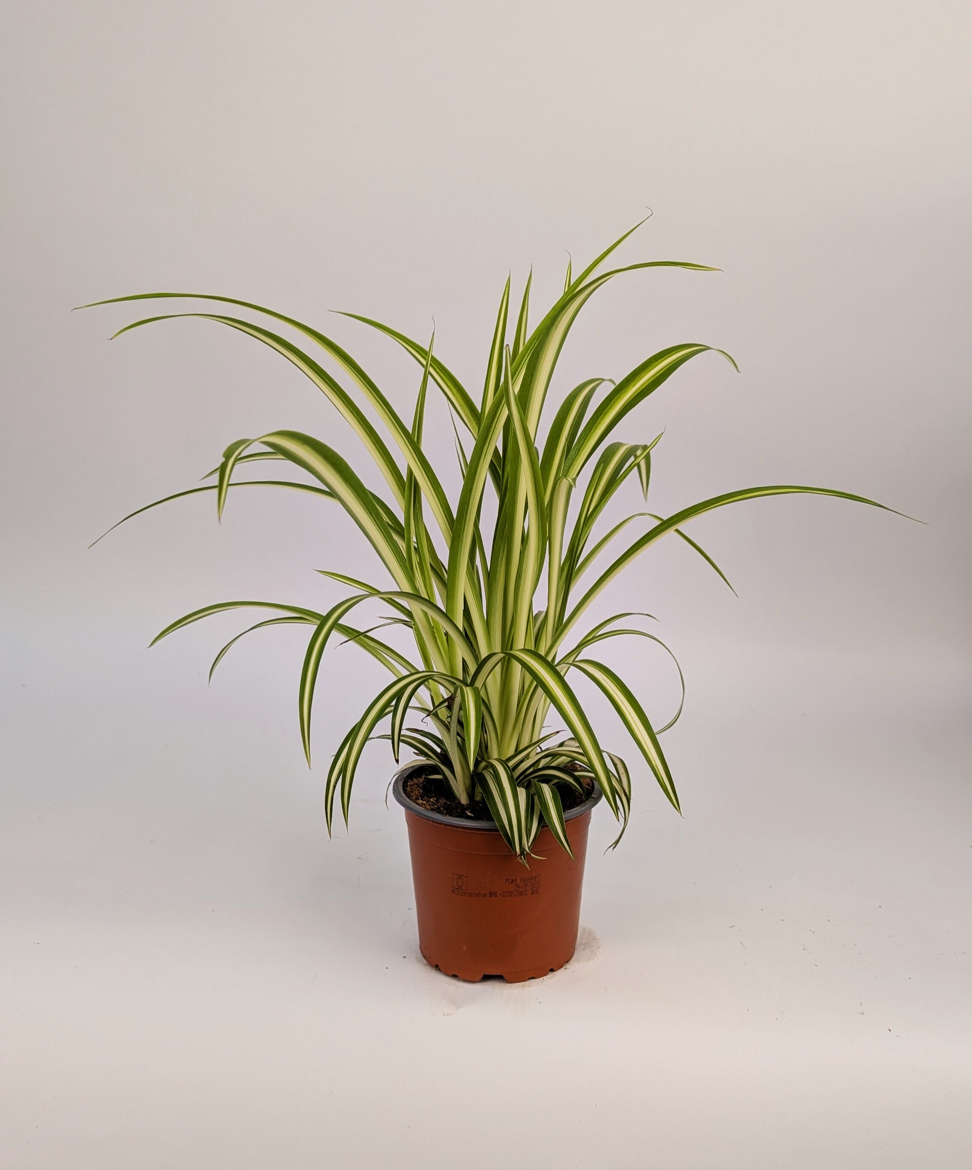 20cm Chlorophytum Vittatum Spider Plant 12cm Pot House Plant